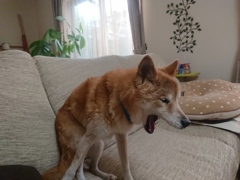 疲れた！