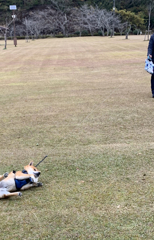 柴犬あるある　秘技もう歩かん