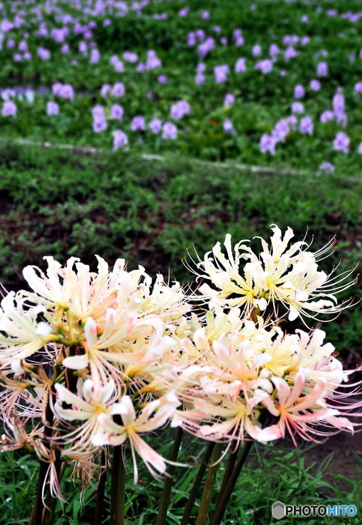 ホテイアオイ＆白彼岸花