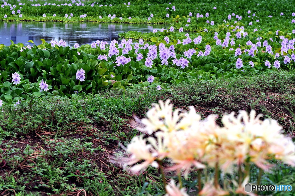 ホテイアオイ&彼岸花a
