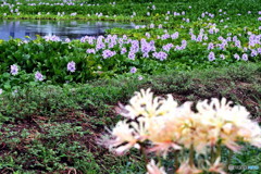 ホテイアオイ&彼岸花a