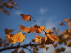 Autumnal tints