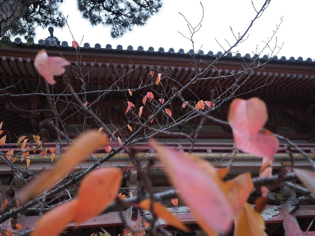 第五番 紫雲山 葛井寺