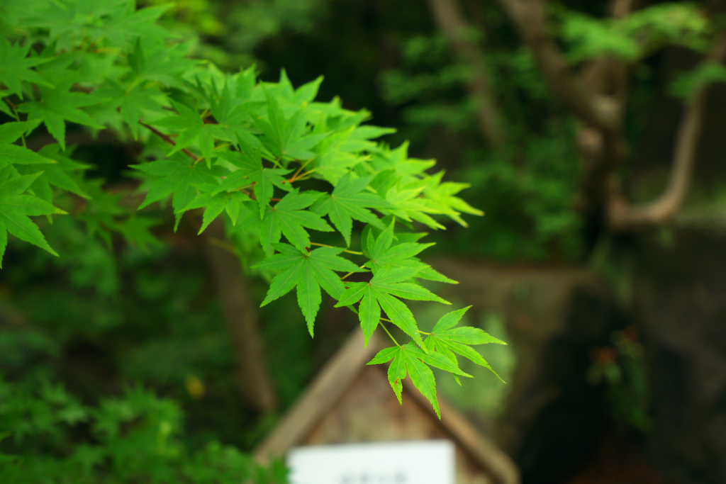 青く燃ゆる夏。。。