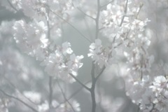BA76270D-2C75-4820-A6B4-CEAD6607C7E6
