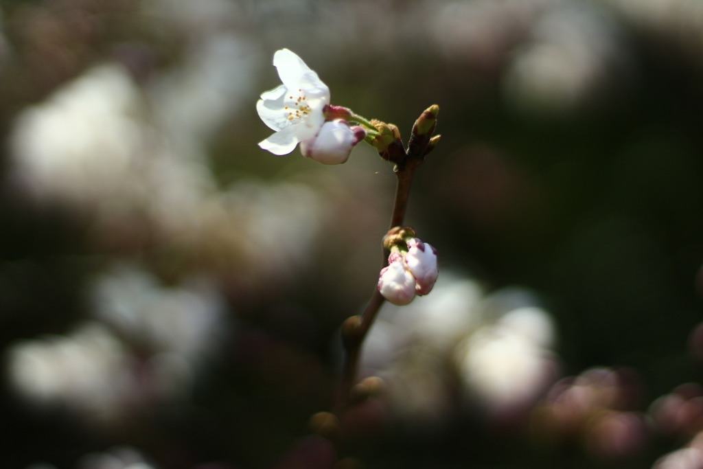 C094278B-774A-4320-901F-7D20148A241B