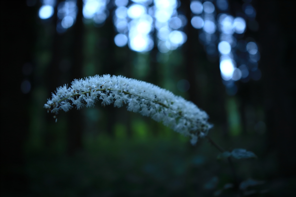 White in the forest