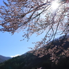 日浴びて春色
