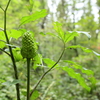 What is this ?