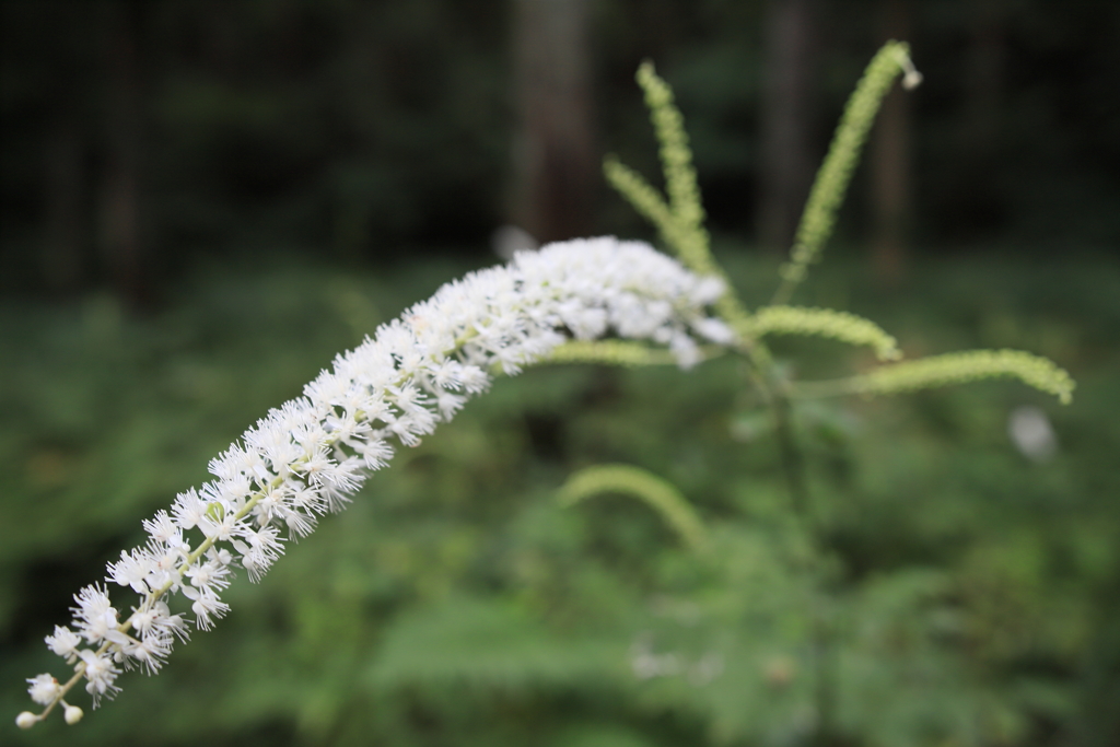 White in the green !