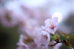 桜