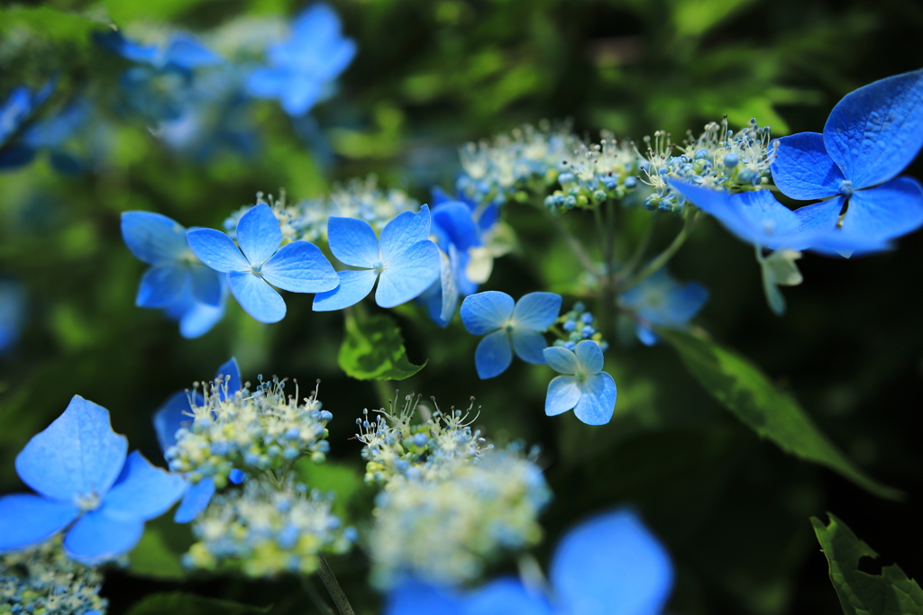 Natural blue