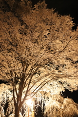 夜雪桜