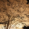 夜雪桜