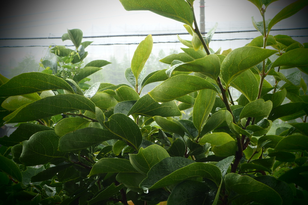 午前10時のゲリラ雨