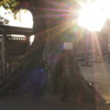 姫路城の榎