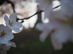 待ち人は来ずとも桜は咲く