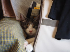 物影からの視線