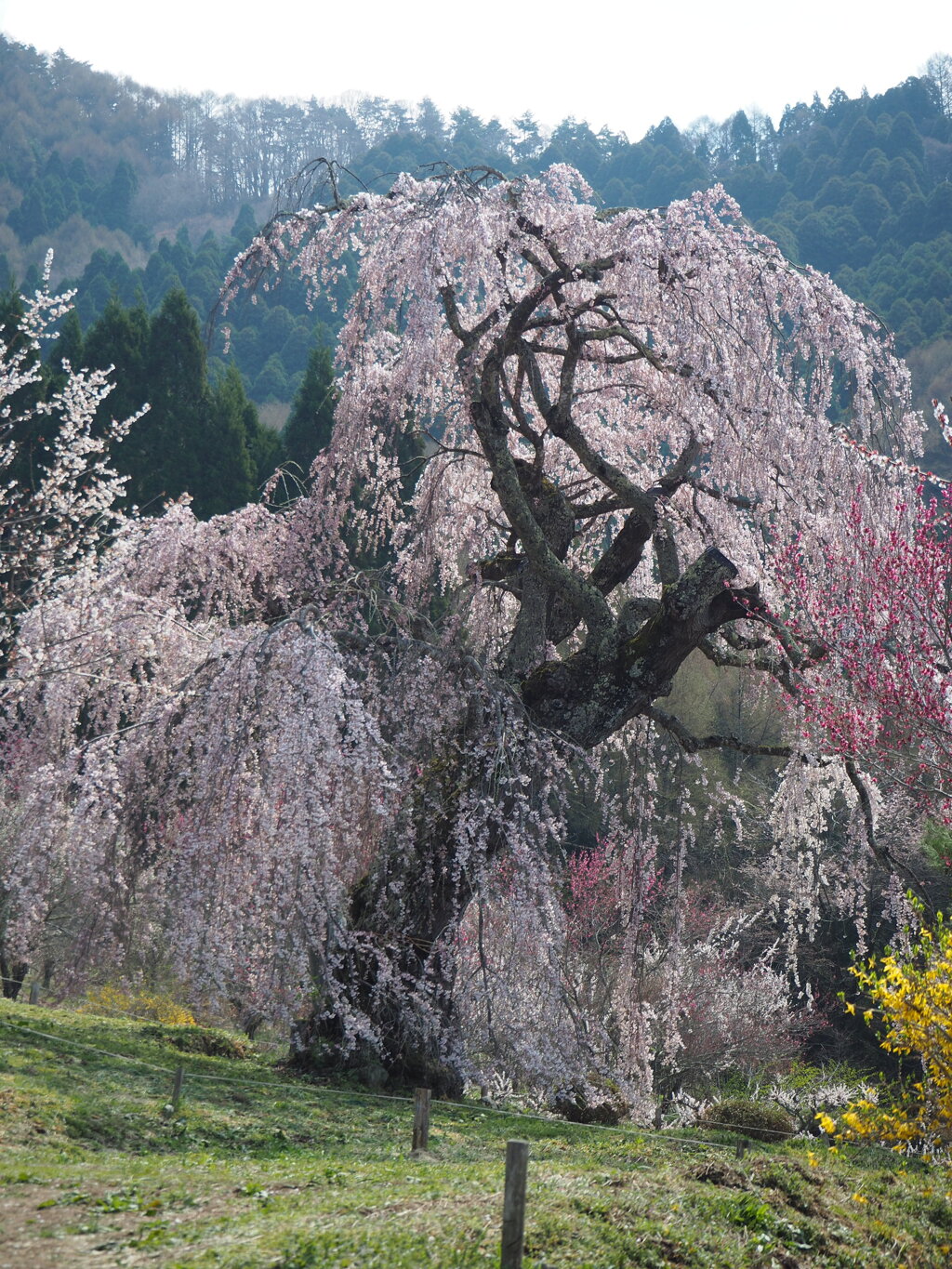 弁天さんのしだれ桜
