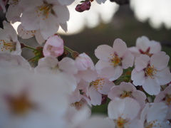 待ち人は来ずとも桜は咲く