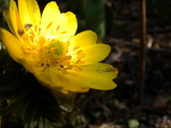 Yellow flowers