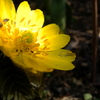 Yellow flowers