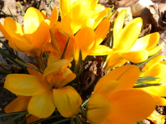 Yellow flowers