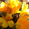 Yellow flowers