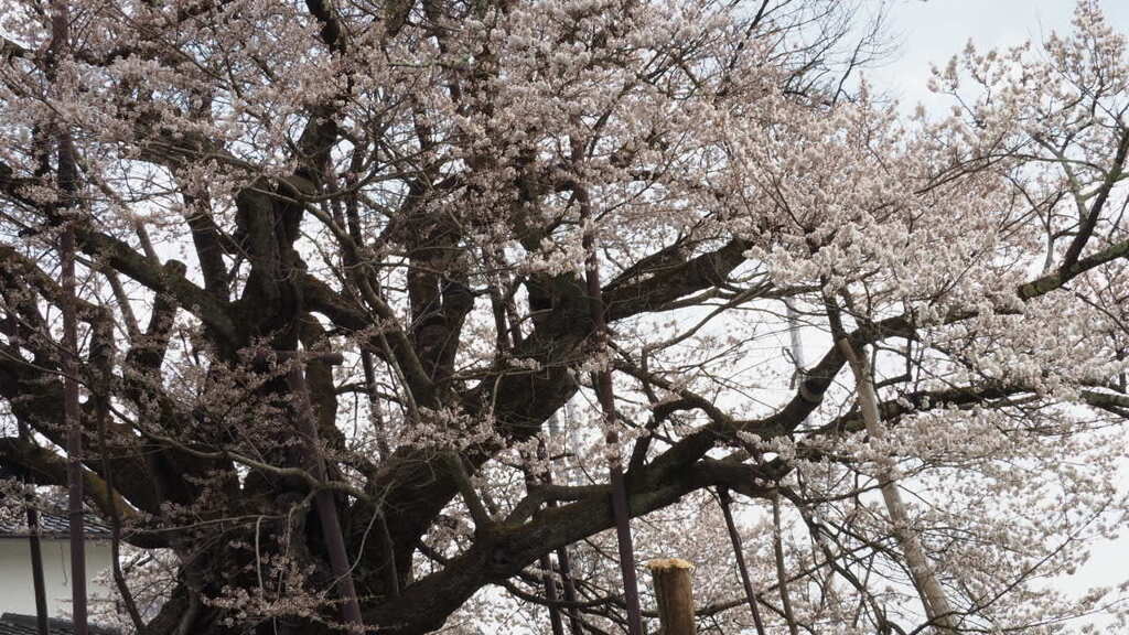 悠久の生命力