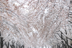 雪見桜