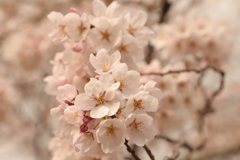 桜の季節