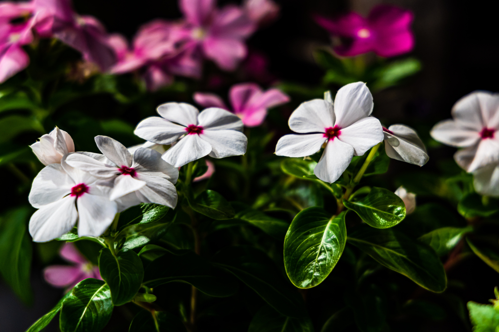 庭の花