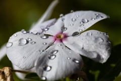 水のたま