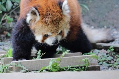 浜松市動物園
