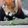 浜松市動物園