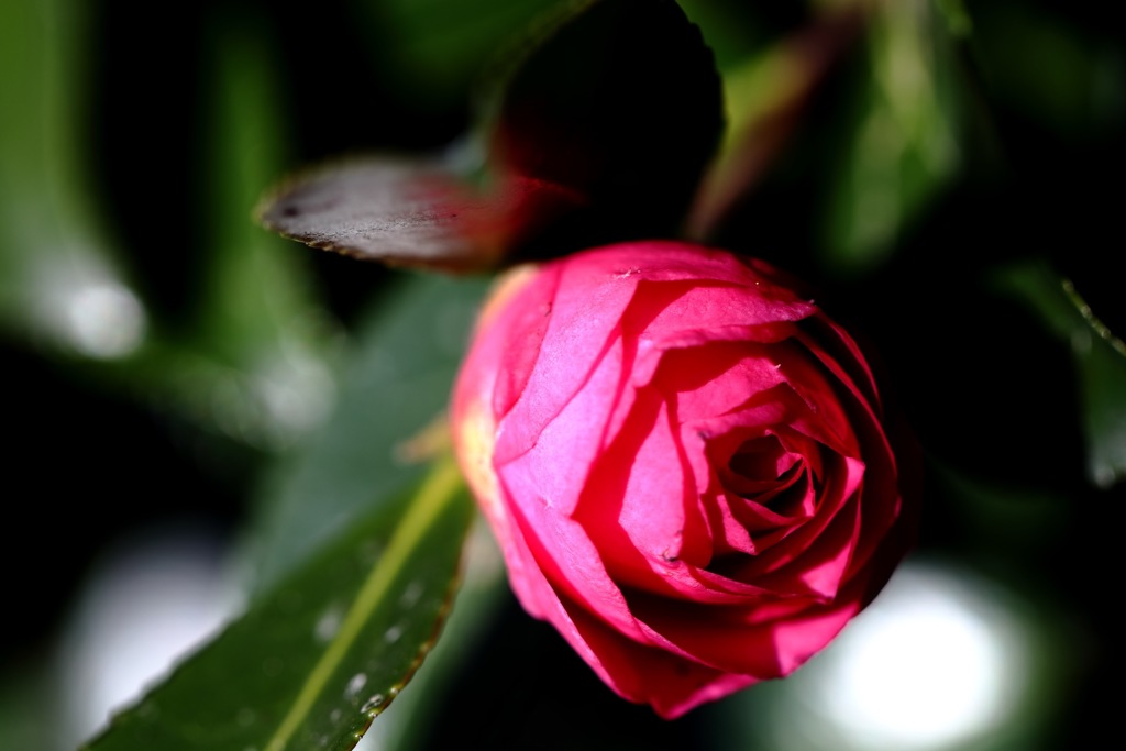 椿？山茶花？