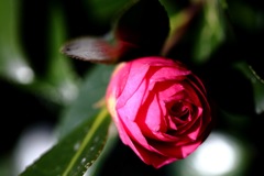 椿？山茶花？