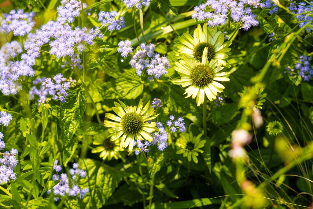 緑の花