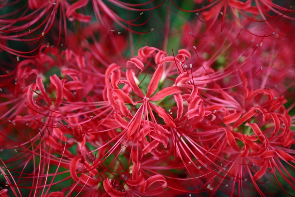 彼岸花