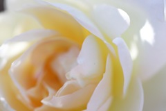 白薔薇