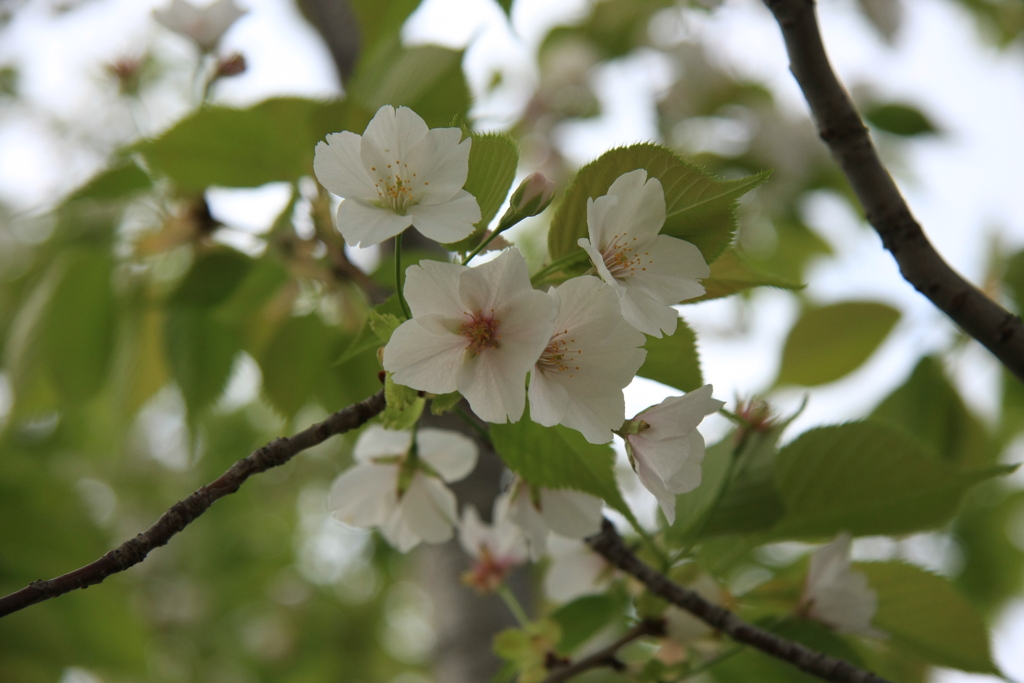 桜