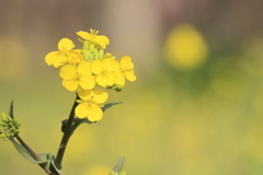 菜の花畑