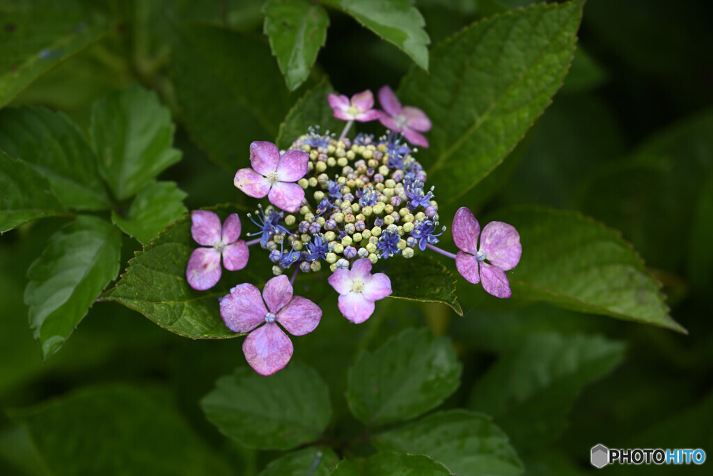 紫陽花