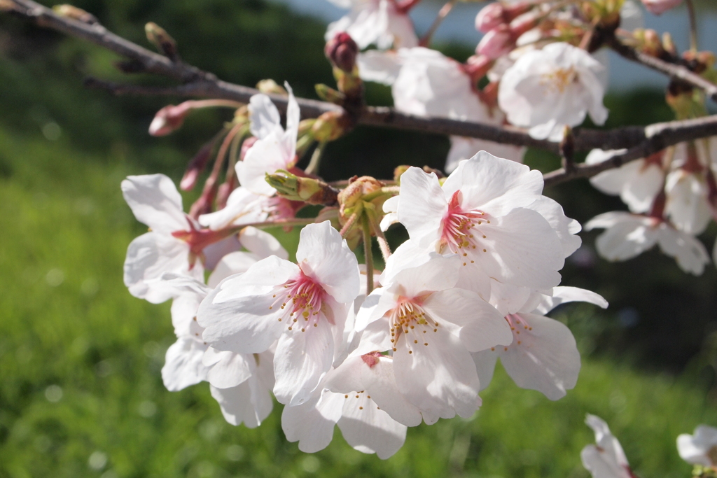 桜