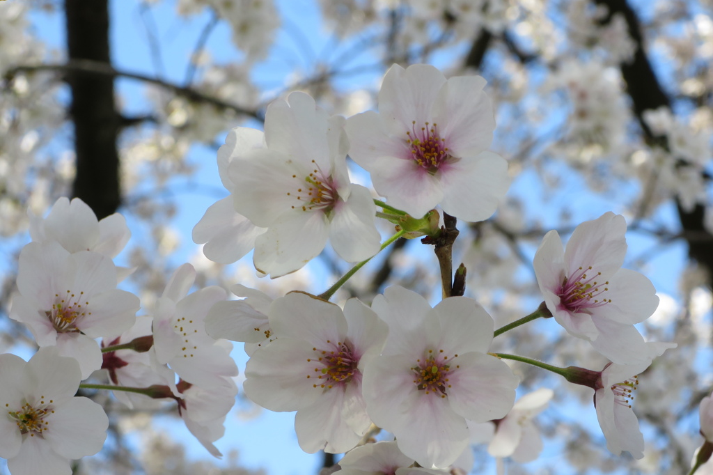 桜