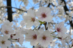 桜