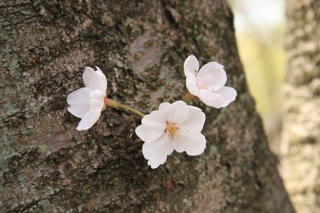 桜