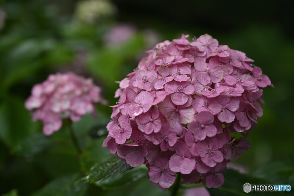 紫陽花