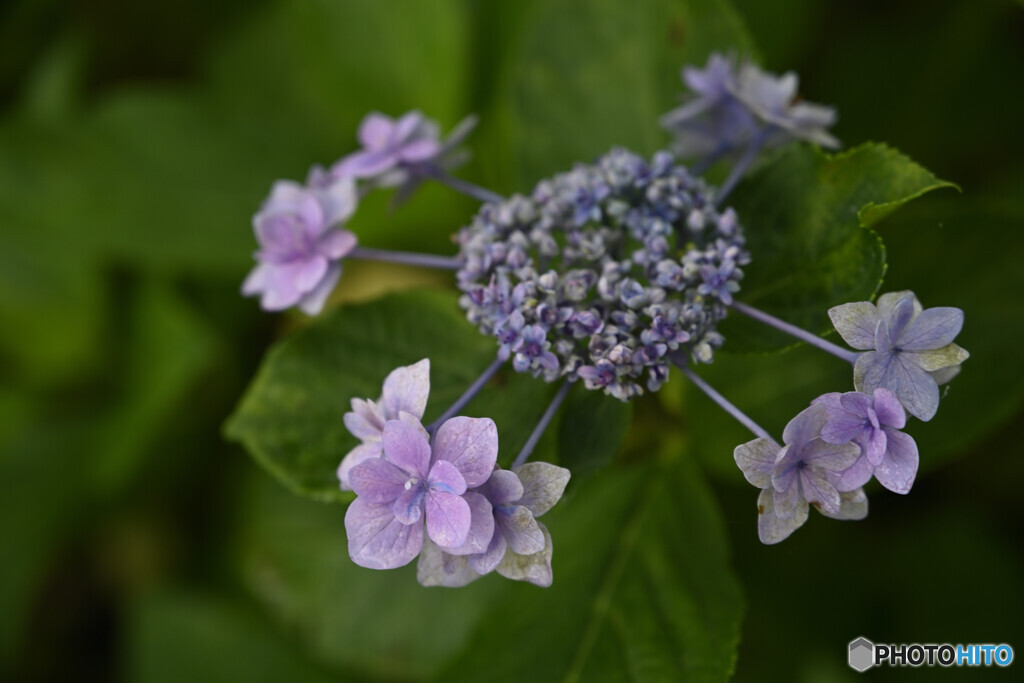 紫陽花