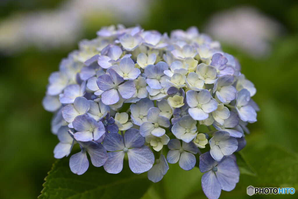 紫陽花